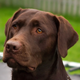 Illustration for article titled Demand for Chocolate Labs Is Making Them Sick and Prone to Early Death